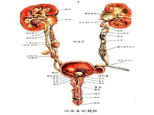 妊娠尿血