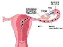 宫颈粘液少