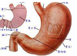 远端胃窦产生异位节律