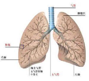 肺源性呼吸困难 